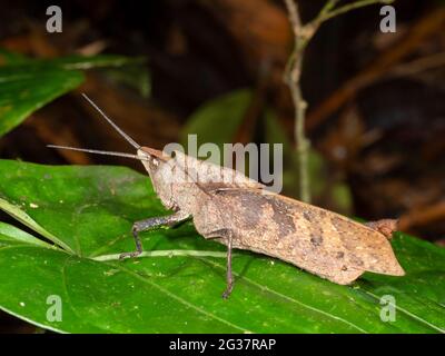 Grasshopper im Unterholz des Regenwaldes, Provinz Morona Santiago, Ecuador Stockfoto