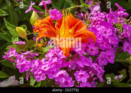 „Kwanzo“-Lilie und Gartenphlox wachsen in einem Sommergarten in Pennsylvania zusammen Stockfoto