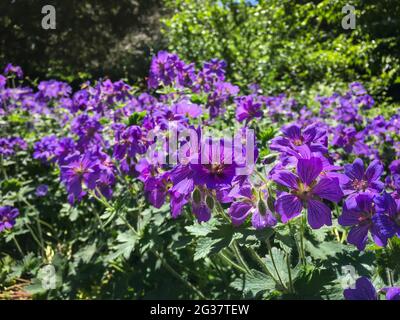 Feld des Purpurkranichs (Geranium x magnificum) im Public Park Hasenheide in Berlin in der Sommersonne. Stockfoto