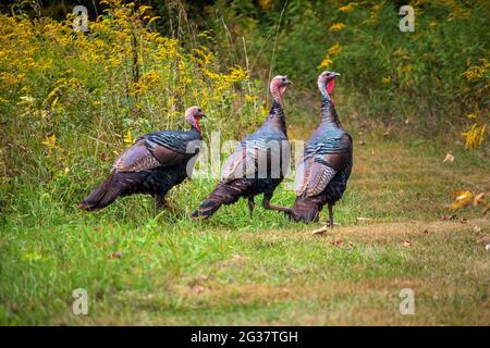 Ostturkien in einem alten Feld im Spätsommer in den Pocono Mountains in Pennsylvania Stockfoto