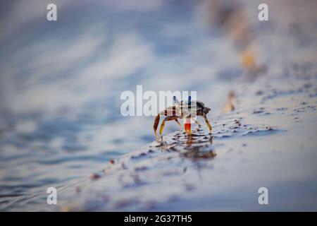 Landschaft aus einzelnen roten Krabben, die im Sand zu Wasser am Strand wandern Stockfoto