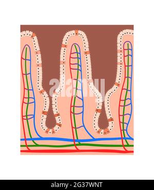 Anatomie der Darmzotten, Epithelzellen mit Mikrozotten und Kapillarnetz, detaillierte Abbildung, 2d Stockfoto