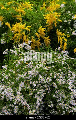 Kleine Weiße Aster und Goldenrod im Spätsommer auf einem alten Feld in den Pocono Mountains von Pennsylvania Stockfoto