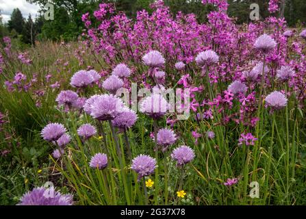 Schnittlauch vor dem Fang fliegen lila rosa Blüten Stockfoto