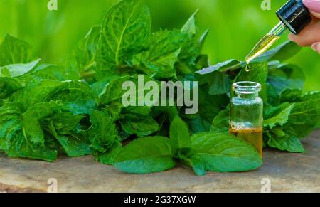 Bernsteinflasche mit ätherischem Öl Pfefferminze mit frischen Minzblättern, Kräuterduft in einem dunklen Glas. Aromatherapie-Konzept. Selektiver Fokus Stockfoto