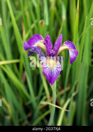 Nahaufnahme einer Sibirischen Iris oder Iris Sibirica Stockfoto