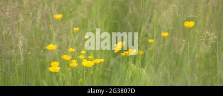 Gelbe Butterblumen auf Grün in verträumtem Fantasy-abstraktem Muster Stockfoto