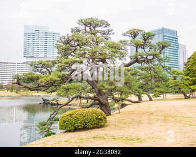 Schöne Aussicht auf Hama Rikyu in Tokio, Japan Stockfoto