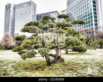 Schöne Aussicht auf Hama Rikyu in Tokio, Japan Stockfoto