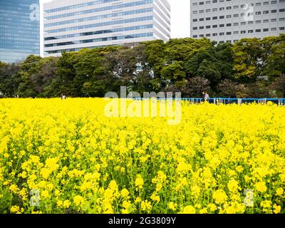 Schöne Ansicht eines Feldes von gelben Wildblumen in Hama Rikyu in Tokio, Japan Stockfoto