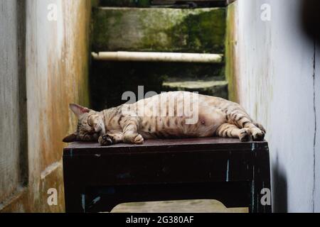 Mollige Katze genießt ihr Nickerchen Stockfoto