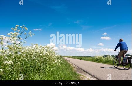 Mann auf dem Fahrrad passiert weiße Sommerblumen auf der Landstraße in der Nähe von Wiesen in holland unter blauem Sommerhimmel Stockfoto