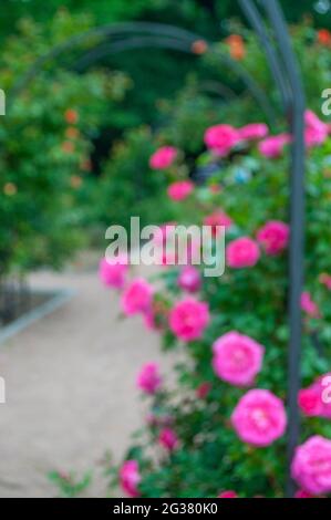 Rosa Farbe Rose Blume Busch in Blüte. Verschwommener Hintergrund von Rosenblütenbusch. Stockfoto