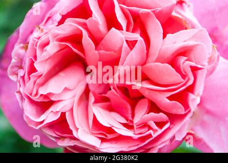 Nahaufnahme einer wunderschönen rosa Rosenblüte mit vielen Blütenblättern. Schöner, unscharfer rosiger Hintergrund. Stockfoto