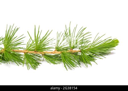 Lärchenzweig isoliert auf weißem Hintergrund Stockfoto