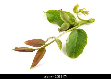 Walnuss Zweig isoliert auf weißem Hintergrund Stockfoto