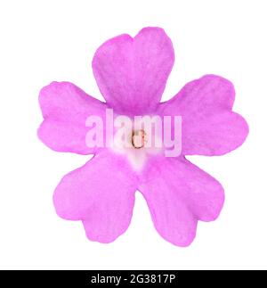 Rosa stinkende Primrose Blume isoliert auf weißem Hintergrund