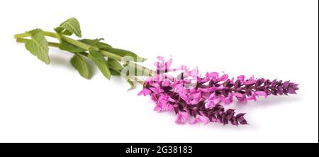 Salvia nemorosa Blume isoliert auf weißem Hintergrund Stockfoto