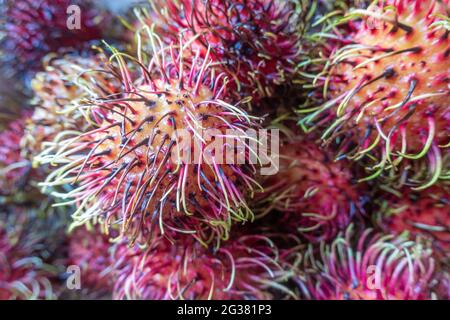 Rambutan, eine tropische Frucht, die in Asien angebaut wird. Stockfoto
