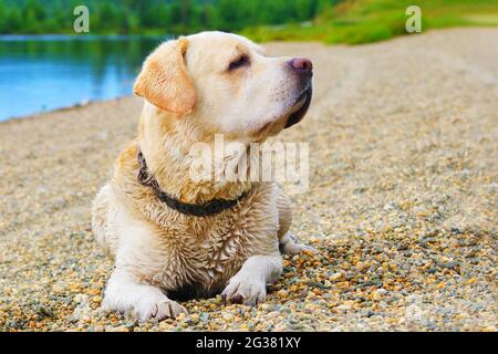 Portrait im Profil des nassen goldenen labrador Retriever Hundes, der nach dem Schwimmen im See am Kiesstrand liegt Stockfoto