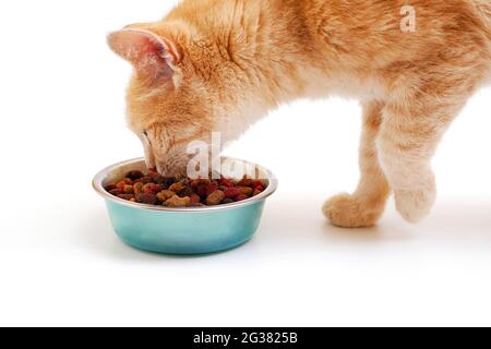 Ingwer-Katze, die Trockenfutter aus der Schüssel auf weißem Hintergrund isst Stockfoto