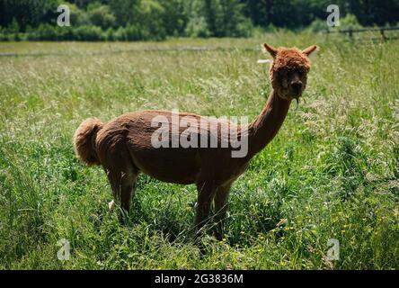 Ein frisch geschorener Alpaka in einem Feld bei Mascalls in Brentwood, London, wenn das heiße Wetter anhält, mit Prognostiker, die gegen Ende der Woche vor dem Risiko von Gewitterschauern warnen. Stockfoto