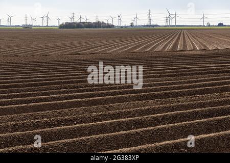 Boden in Feldern, die für die Anpflanzung von Kartoffeln in Amcotts, North Lincolnshire, Großbritannien, gegraben wurden Stockfoto