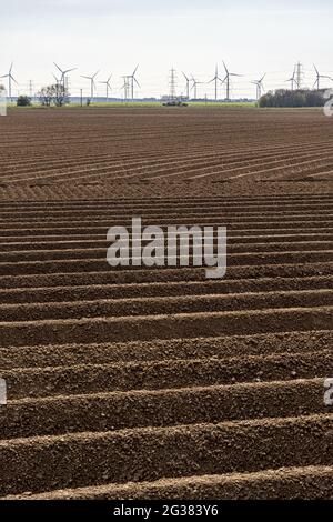 Boden in Feldern, die für die Anpflanzung von Kartoffeln in Amcotts, North Lincolnshire, Großbritannien, gegraben wurden Stockfoto