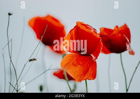 Close up of red poppy flowers in bloom with a bee approaching, in the field, with pastel blue background Stockfoto