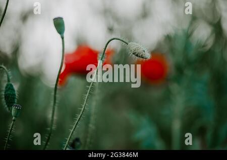 Nahaufnahme von noch zu blühenden grünen Mohnblumen, auf einem grünen und roten Bokeh verschwommen Hintergrund Stockfoto