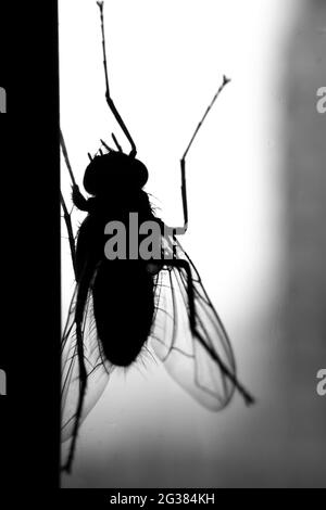 Fliegen-Makro Stockfoto