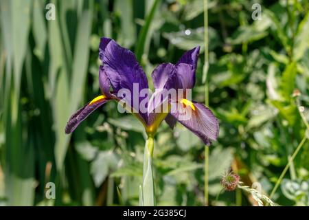 Dutch Iris „Metallic Mixture“ Stockfoto