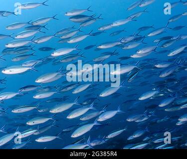 Dünnschichtiger Fusilier, Caesio varilineata und Blue-Dash-Fusilier, Pterocaesio-Fliese, auf den Malediven Stockfoto