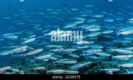 Dünnschichtiger Fusilier, Caesio varilineata und Blue-Dash-Fusilier, Pterocaesio-Fliese, auf den Malediven Stockfoto