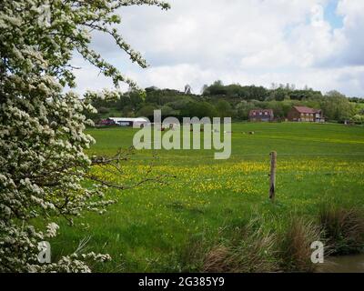 Die Windmühle in Napton auf dem Hügel vom South Oxford Canal aus gesehen, mit Kühen im Vordergrund Stockfoto