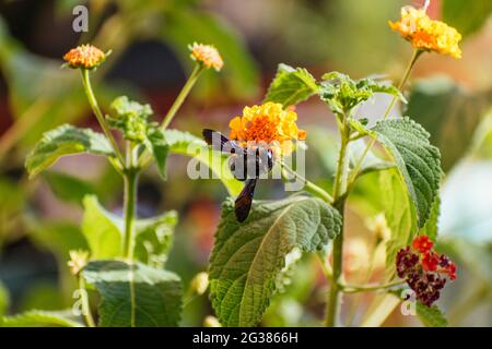 Zimmermannsbiene sammelt Pollen auf einer Lantana Camara Blume. Andalucía, Spanien, Europa Stockfoto