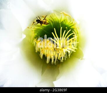 Bestäubende Biene. Echinopsis spachiana Blume Stockfoto