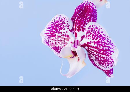 Orchidee. Phalaenopsis ist eine Gattung von etwa siebzig Pflanzenarten aus der Familie der Orchidaceae. Stockfoto
