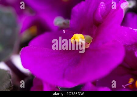 Viola odorata ist eine Art von Veilchen, Gattung Viola. Sie ist in Europa und Asien beheimatet. Es ist allgemein bekannt als Sweet Violet, English Violet, Common Violet Stockfoto