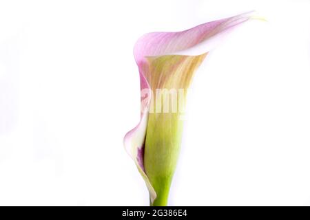 Zantedeschia aethiopica, allgemein bekannt als Calla Lily und Arum Lily, ist eine blühende Pflanze aus der Familie der Araceae, die im südlichen Afrika beheimatet ist Stockfoto