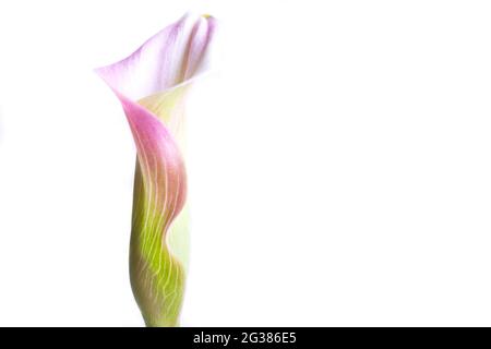Zantedeschia aethiopica, allgemein bekannt als Calla Lily und Arum Lily, ist eine blühende Pflanze aus der Familie der Araceae, die im südlichen Afrika beheimatet ist Stockfoto