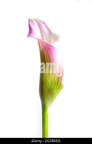 Zantedeschia aethiopica, allgemein bekannt als Calla Lily und Arum Lily, ist eine blühende Pflanze aus der Familie der Araceae, die im südlichen Afrika beheimatet ist Stockfoto