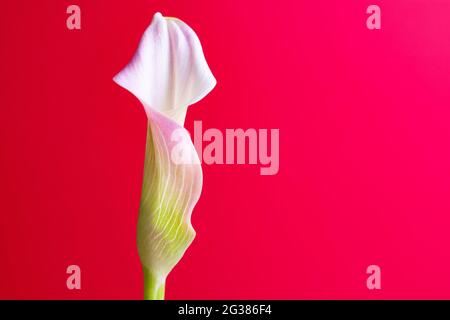 Zantedeschia aethiopica, allgemein bekannt als Calla Lily und Arum Lily, ist eine blühende Pflanze aus der Familie der Araceae, die im südlichen Afrika beheimatet ist Stockfoto