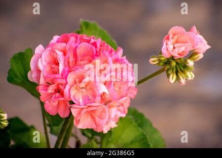 Blume Der Geranie Im Garten. Pelargonium ist eine Gattung von blühenden Pflanzen, die etwa 280 Arten von Stauden, Sukkulenten und Sträuchern umfasst, häufig kn Stockfoto