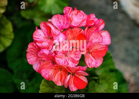 Blume Der Geranie Im Garten. Pelargonium ist eine Gattung von blühenden Pflanzen, die etwa 280 Arten von Stauden, Sukkulenten und Sträuchern umfasst, häufig kn Stockfoto