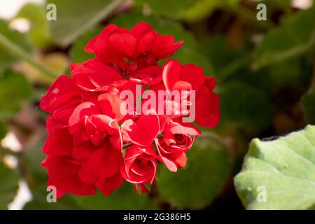 Blume Der Geranie Im Garten. Pelargonium ist eine Gattung von blühenden Pflanzen, die etwa 280 Arten von Stauden, Sukkulenten und Sträuchern umfasst, häufig kn Stockfoto