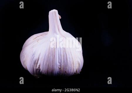 Eine Knoblauchzwiebel isoliert auf schwarz. Knoblauch, Allium sativum, ist eine bauchblühende Pflanze der Zwiebelgattung Allium. Es stammt ursprünglich aus Central AS Stockfoto