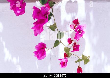 Bougainvillea Blumenpflanze neben der weißen Wand. Toremolinos, Málaga, Andalucía, Spanien, Europa Stockfoto