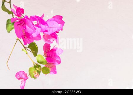 Bougainvillea Blumenpflanze neben der weißen Wand. Toremolinos, Málaga, Andalucía, Spanien, Europa Stockfoto