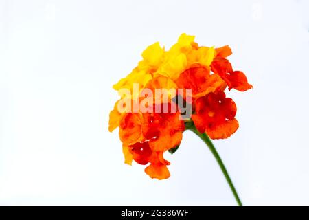 Lantana camara, auch lantana genannt, ist ein Strauch der Gattung Lantana. Es stammt aus Mittel- und Südamerika und ist in die Liste der 100 aufgenommen Stockfoto